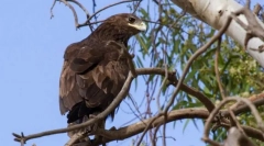 Podivarf великий